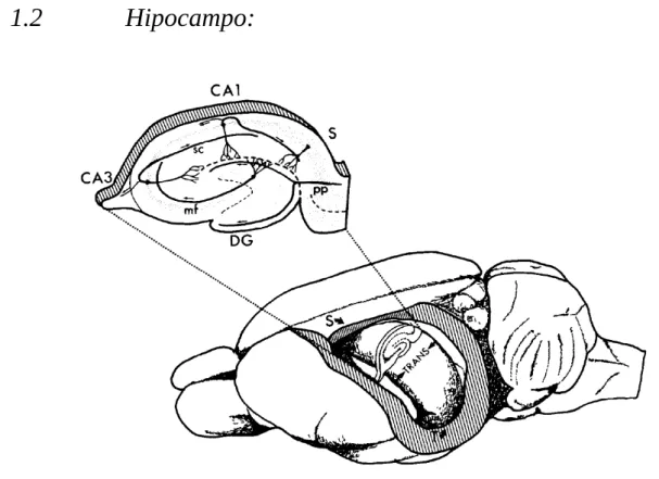 Figura 1. Encéfalo de rato com destaque para o hipocampo, o corte transversal mostra as regiões Ca1, CA2,  CA3, e GD   (Andersen et al., 2007)