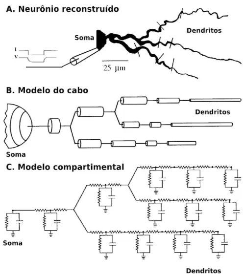 Figura 3. Ilustração da abordagem compartimental de Rall. A Modelo de neurônio reconstruído