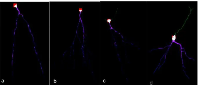 Figura 4. Reconstruções tridimensionais das árvores dendríticas de células granulares do giro denteado do  hipocampo com o auxílio do programa Neurolucida System (©MBF Bioscience, EUA) por Arisi &amp;  Garcia-Cairasco (2007)