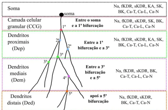 Figura 5. Desenho esquemático da árvore dendrítica de um neurônio ilustrando o método de segmentação em regiões dendríticas baseado na ordem das bifurcações ao longo de um ramo dendrítico a partir do soma