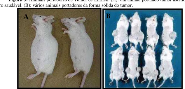 Figura 3: Animais portadores de Tumor de Ehrlich. (A): um animal portando tumor ascítico e  outro saudável