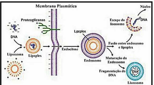 Figura 5. Mecanismo de ação dos lipossomas. 