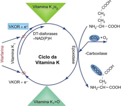 Figura  02:  Sistema  de  -carboxilação  dependente  de  vitamina  K.  Nas  proteínas  dependentes  de  vitamina  K,  a  -carboxilase  converte  os  resíduos  de  ácido  glutâmico  em  ácido   -carboxiglutâmico  (Gla),  por  meio da adição  de  CO 2   n