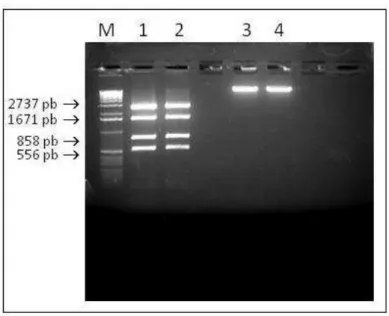Figura 11: Digestão do DNA referente aos vetores pCMVR 8.91 e pMD2.VSVG com as enzimas de  restrição BamHI e EcoRI