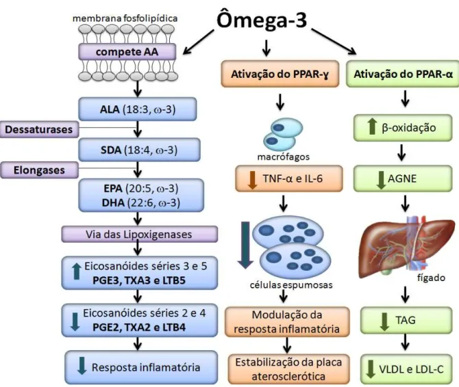 Figura 4. Efeitos cardioprotetores do ômega-3.  