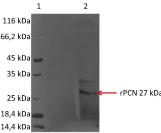 Figura 4: Expressão da PCN recombinante expressa em P. pastoris. O perfil de expressão da  P