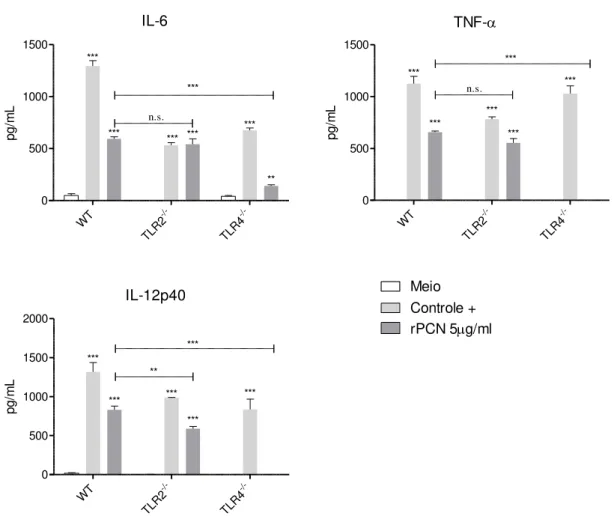 Figura 12: A falta de TLR4 prejudica a ativação de macrófagos estimulados com rPCN. 