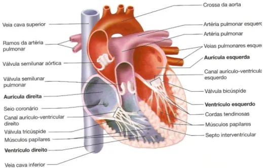 Figura 2.1. Corte de um plano frontal do coração onde se visualiza a anatomia interna
