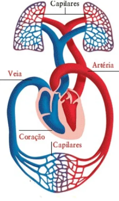 Figura 2.2. Circulação sistémica e pulmonar [3] 