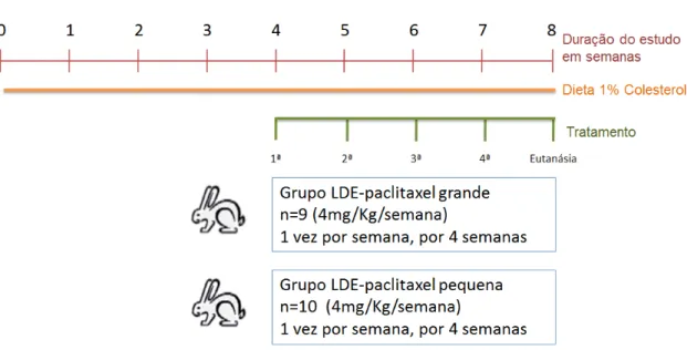 Figura 2  –  Representação esquemática do protocolo experimental com período de indução da  aterosclerose  e  regime  de  tratamento  dos  grupos  LDE-paclitaxel  grande  e  LDE-paclitaxel  pequena 