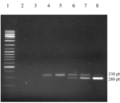 Figura 3  - Ensaio de PCR competitiva em amostra de DNA de um paciente  com doença crônica