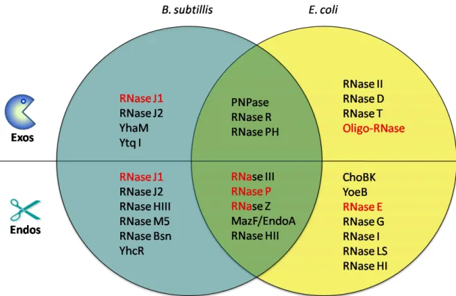 Figura 1  |  Ribonucleases  identificadas em Bacillus subtilis  e em  Escherichia coli