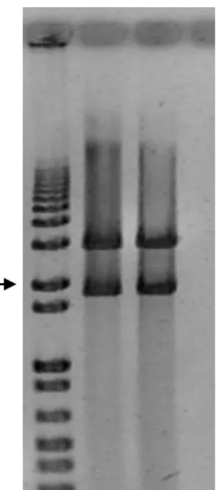 Figura  12  |  Obtenção de transformantes de   E. coli  com o pSAVE 8.  A banda inferior  é  resultado de uma amplificação inespecífica  com o cromossoma da  estirpe  VE 14188
