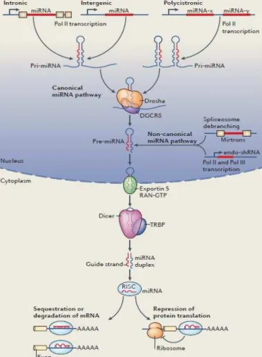 Figura  3.  Biogênese  dos  miRNAs.  miRNA:  MicroRNA; pri-miRNA: miRNA primário; pré- pré-miRNA:  miRNA  precursor;  DGCR8:  proteína  ligadora  de  RNA  dupla  fita;  TRBP:  proteína 