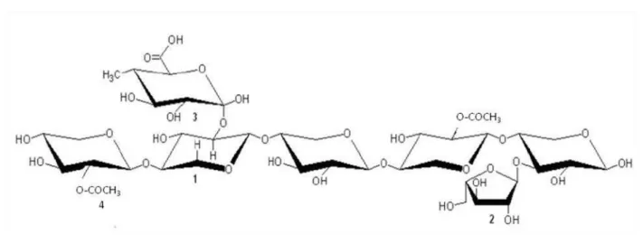 Figura 4: Estrutura química de uma xilana de gramínea. (1) 1,4-D-xilopiranose; (2) L-arabinose; (3) ácido 4- 4-O-D-metil- α -D-glucurônico; (4) grupo acetil (PITARELO, 2007)