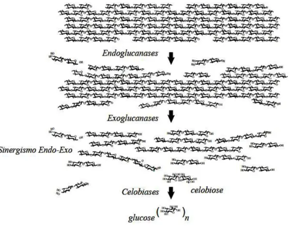 Figura 9: Modo de ação das celulases na completa degradação da celulose (MARTINS, 2005)