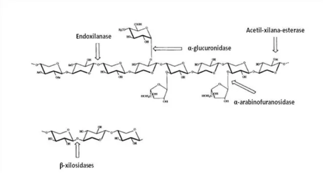 Figura  10:  Enzimas  xilanolíticas  envolvidas  na  degradação  da  xilana  e  seus  substituintes  (SUNNA; 