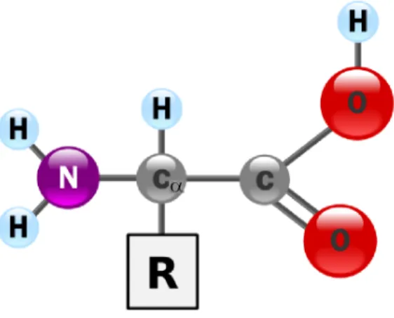 Figura 4.1: Estrutura geral de um aminoáido, om o arbono alfa C α destaado ao entro,