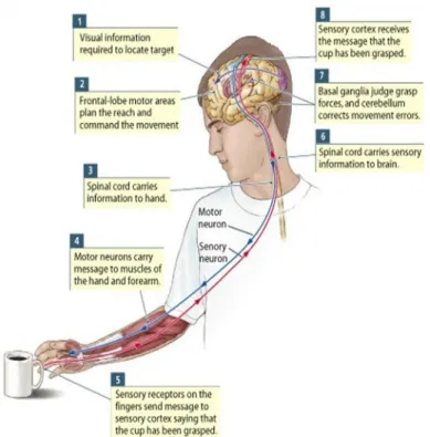 Figura 1. A importância da integração sensorial e cortical pré frontal nas ações motoras