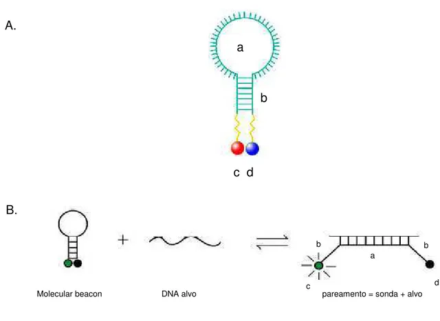 Figura  6.  Princípio  fluorogênico  das  sondas  Molecular  beacons.    A)  Partes  da  estrutura  do  molecular beacon: a) alça, b) haste, c) fluoróforo e d) corante silenciador