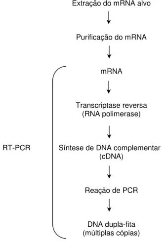 Figura 8. Etapas do processo da transcrição reversa (RT-PCR). 