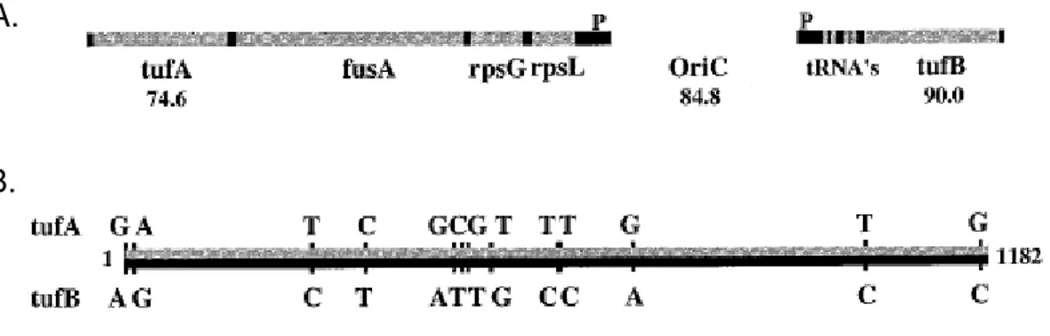 Figura  10.  A  -  mapa  dos operons  contendo  tufA  e tufB  e  sua  localização  no  cromossomo  de S
