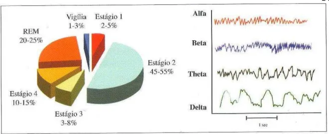 Figura 2.1 -  Distribuição da predominância dos estágios de sono e os diferentes tipos de ondas  eletroencefalográficas durante uma noite normal de sono
