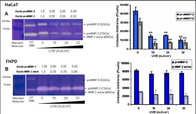 Figura  15.  Liberação  de  proMMP-2  e  9  por  queratinócito  humano  imortalizado  (HaCaT)  e  fibroblasto  humano  primário dermal (FHPD) após a exposição à radiação UVB