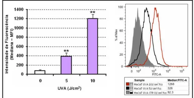 Figura 19. Produção de espécies reativas de oxigênio (ERO) em queratinócito humano imortalizado (HaCaT) exposto  à radiação UVA