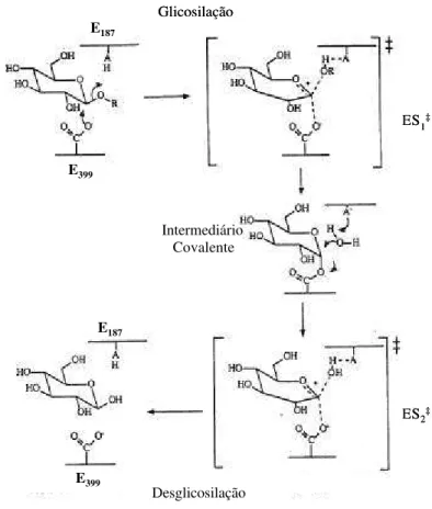 Figura 1:  Esquema da reação de hidrólise de uma ligação glicosídica catalisada por uma glicosídeo  hidrolase retentora (ß-glicosidase)