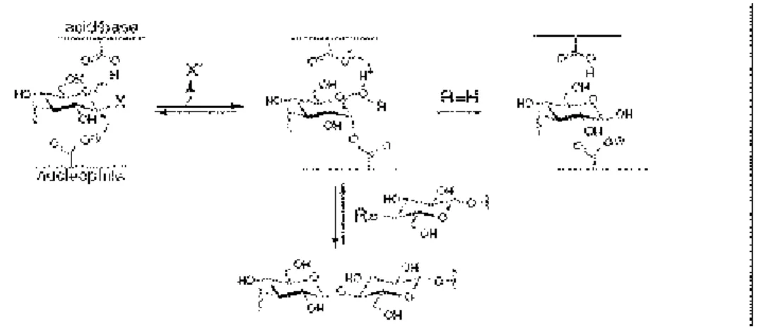 Figura 2:  Esquema representando a ocorrência de reações de transglicosilação catalisadas  por  glicosídeo hidrolases retentoras
