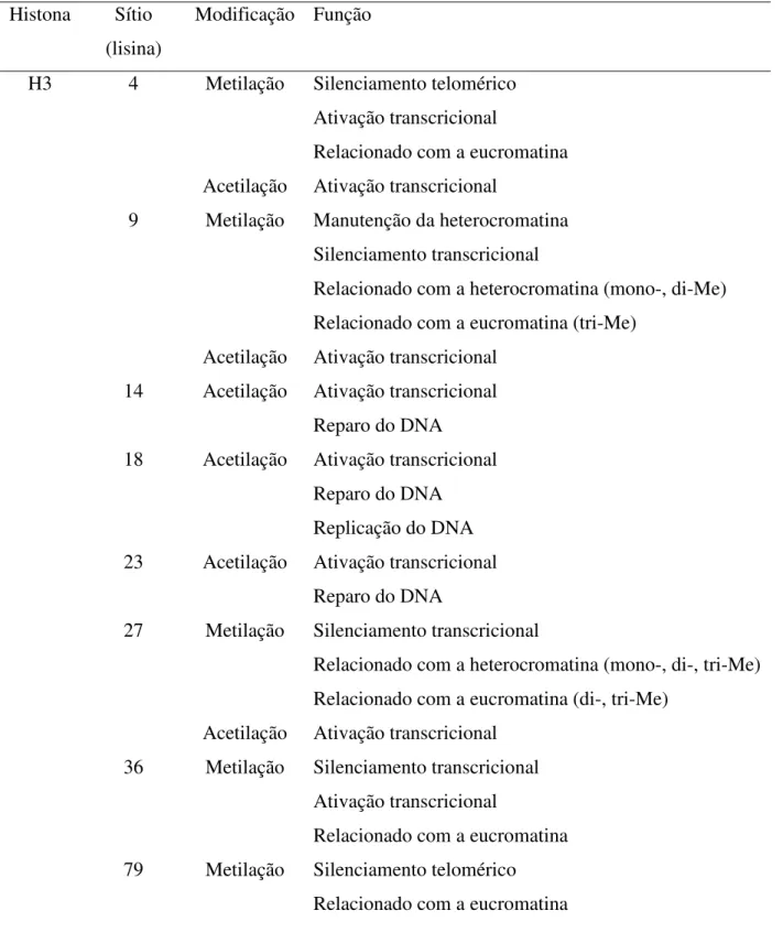 Tabela  1  –  Algumas  modificações  pós-traducionais  em  histonas  e  seus  efeitos  na  estrutura  e  função da cromatina    (continua)  Histona  Sítio  (lisina)  Modificação  Função 