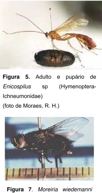 Figura 5. Adulto e pupário de  Enicospilus sp 