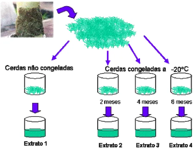 Figura 12. Esquema de preparação das cerdas de L. obliqua, para a produção do  extrato