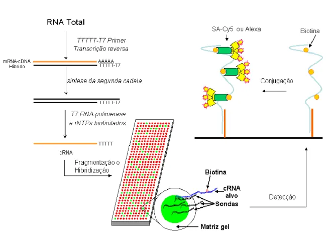 Figura 1.3: Diagrama ilustrativo do procedimento do microarray da plataforma CodeLinkTM