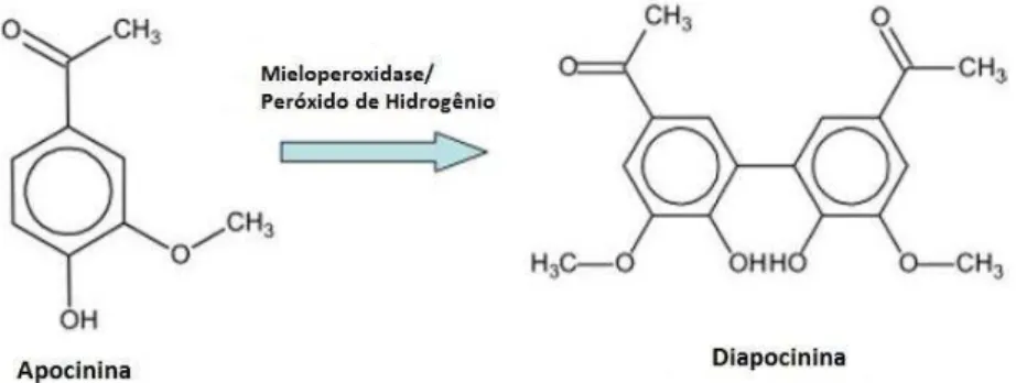 Figura 11 - Reação de dimerização da apocinina para diapocinina 