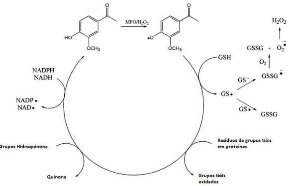 Figura  14  -  Representação  esquemática  do  efeito  pró-oxidante  da  apocinina  – depleção da glutationa reduzida (GSH)