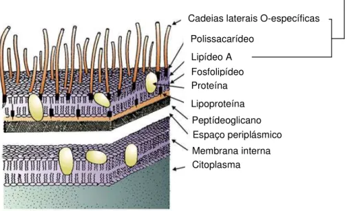FIGURA 1 – Estrutura da parede celular de bactéria Gram-negativa. (Fonte: Charles  River Laboratories) 