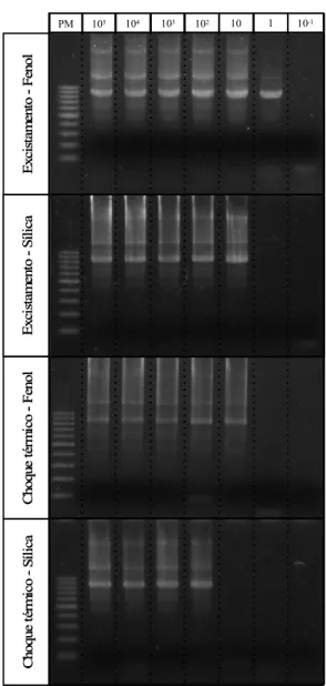 Figura 1 – Eletroforeses em gel de agarose dos produtos das nested PCRs do gene SSU rRNA  resultantes da amplificação de DNA extraído pelos métodos EF, ES, CF e CS, a partir de  oocistos purificados