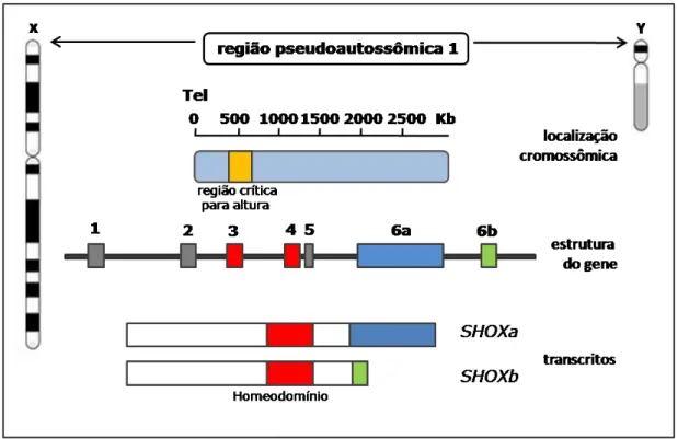 Figura  2:  Representação  esquemática  do  gene  SHOX,  sua  localização  e  seus  transcritos