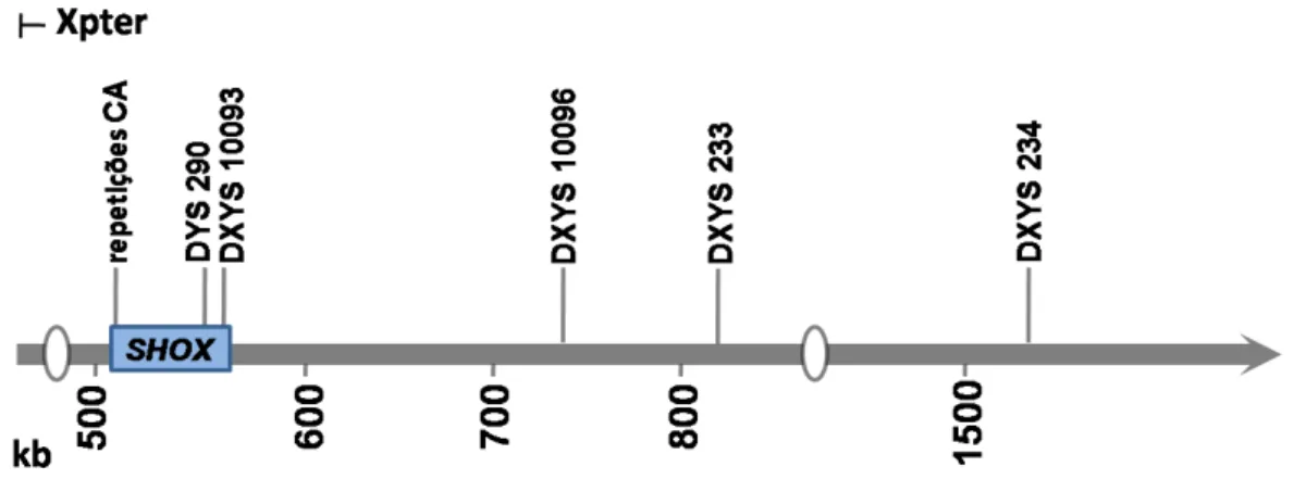 Figura 7: Representação esquemática da localização dos marcadores de microssatélites ao  longo da PAR1