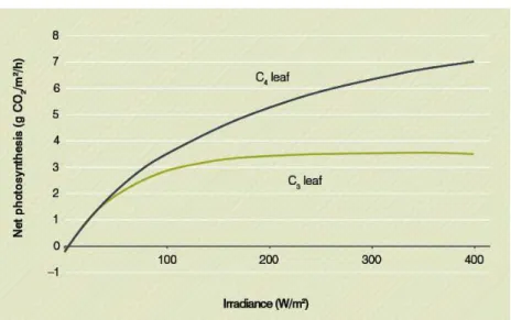 Figura 9  –  Resposta da folha à taxa fotossintética líquida de radiação  fotossinteticamente ativa expressa como irradiância 