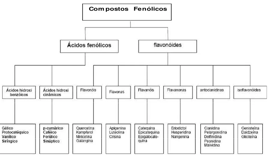 FIGURA  3  -  Exemplo  de  compostos  fitoquímicos  presentes  em  alimentos  vegetais,  com  a  classificação  dos  compostos  fenólicos,  (KARAKAYA, 2004).