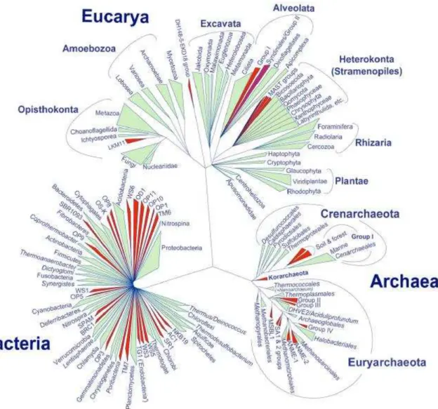 Figura 1. Árvore filogenética da vida baseada em atuais conhecimentos moleculares  (LOPEZ-GARCIA;  MOREIRA, 2008)