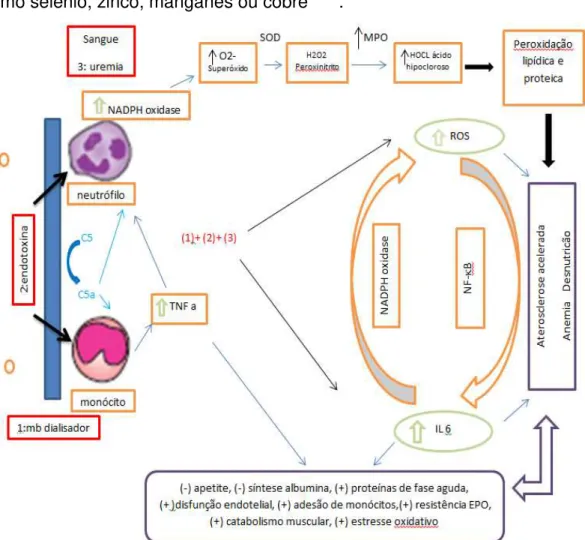 Figura  6  -  Representação  esquemática  da  inter-relação  entre  estresse  oxidativo  e  inflamação em pacientes em Hemodiálise