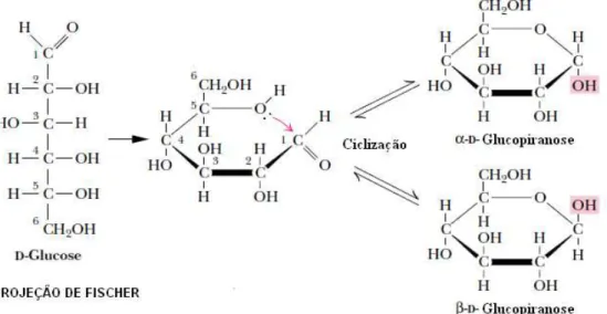 Figura  3  -  Formação  da  ligação  hemiacetal  da  glucose  resultando  em  anéis  de  glucopiranose           