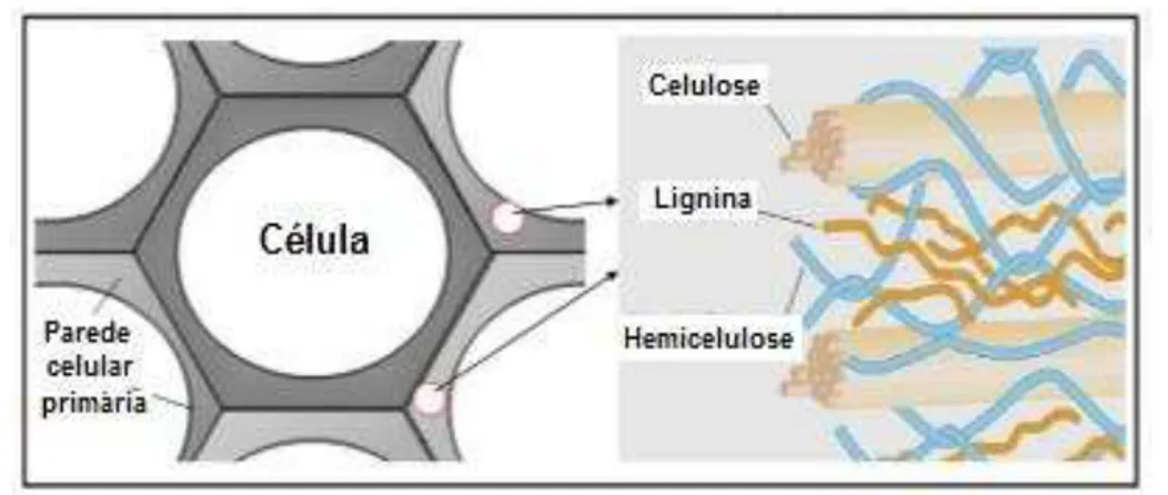 Figura  6  –   Representação  esquemática  dos  principais  componentes  da  biomassa  (celulose, lignina e hemicelulose) na parede celular das plantas 