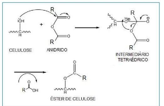 Figura 11 - Mecanismo de esterificação da celulose com anidrido de ácido carboxílico 