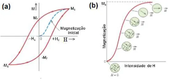 Figura 16  –  Representação de uma curva de histerese, magnetização em função de H,  para nanopartículas ferromagnéticas (a) e magnetização inicial (b) 