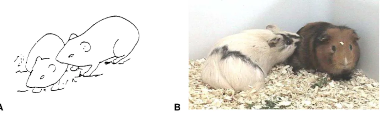 Figura 10 – Contato focinho-focinho entre cobaias (macho de  pelagem escura, fêmea com pelagem branca e preta)